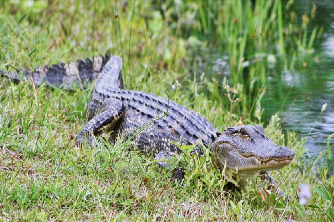 5 Ft Long Crocodile Rescued from Farmlands
