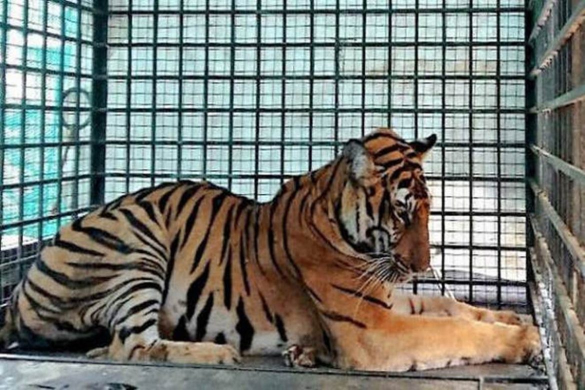 E-1 Tigress Captured was Sent to the Gorewada Zoo | Nagpur News