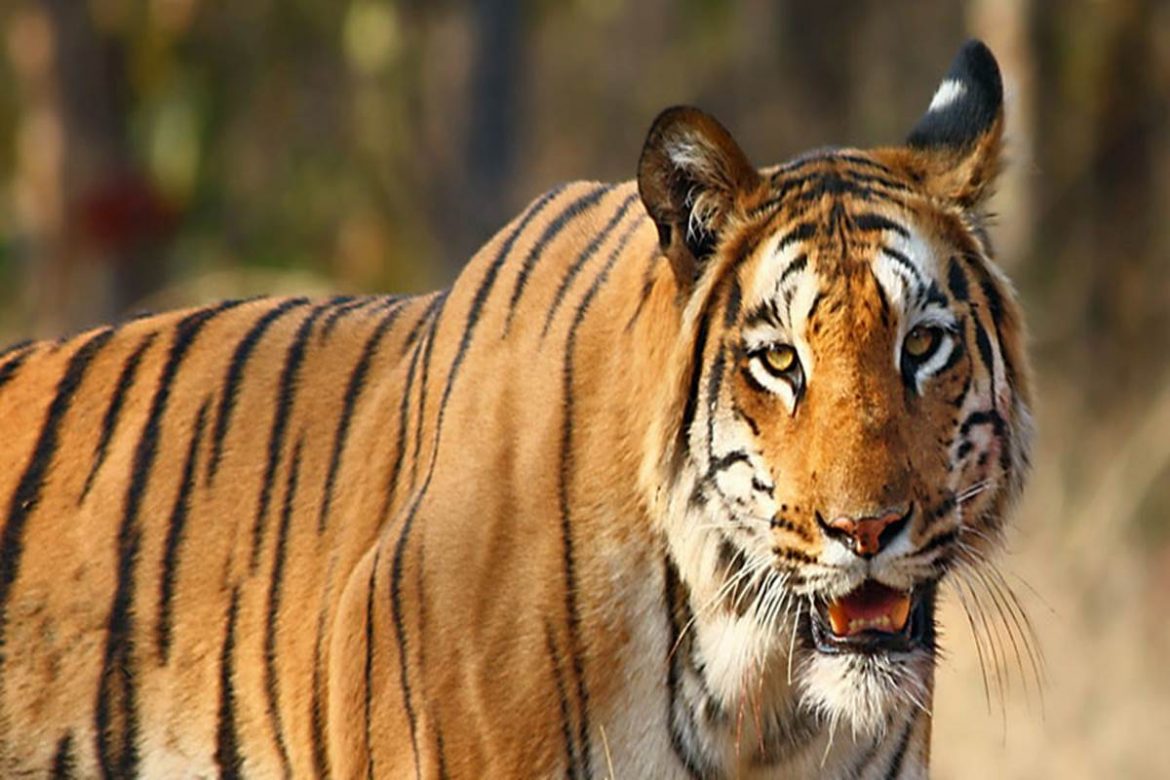 Infamous poachers nabbed by MPSTF | Latest Vidarbha News
