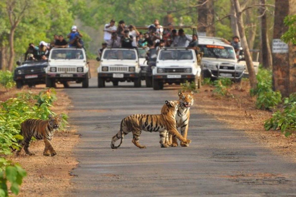 Night Safari Starts at TATR | Nagpur City News | The Live Nagpur