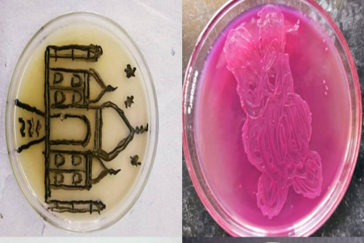 "Art with Microbes", a unique Competition at Dharampeth science College