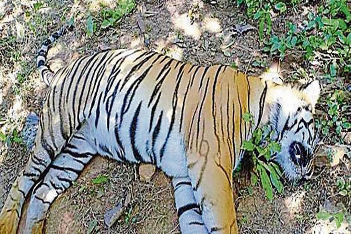 Tigress Meera found dead | Latest Vidarbha News | Live News Nagpur