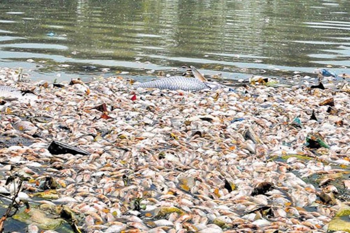 HC Gives Final Call on Ambazari Lake Pollution | Nagpur City News