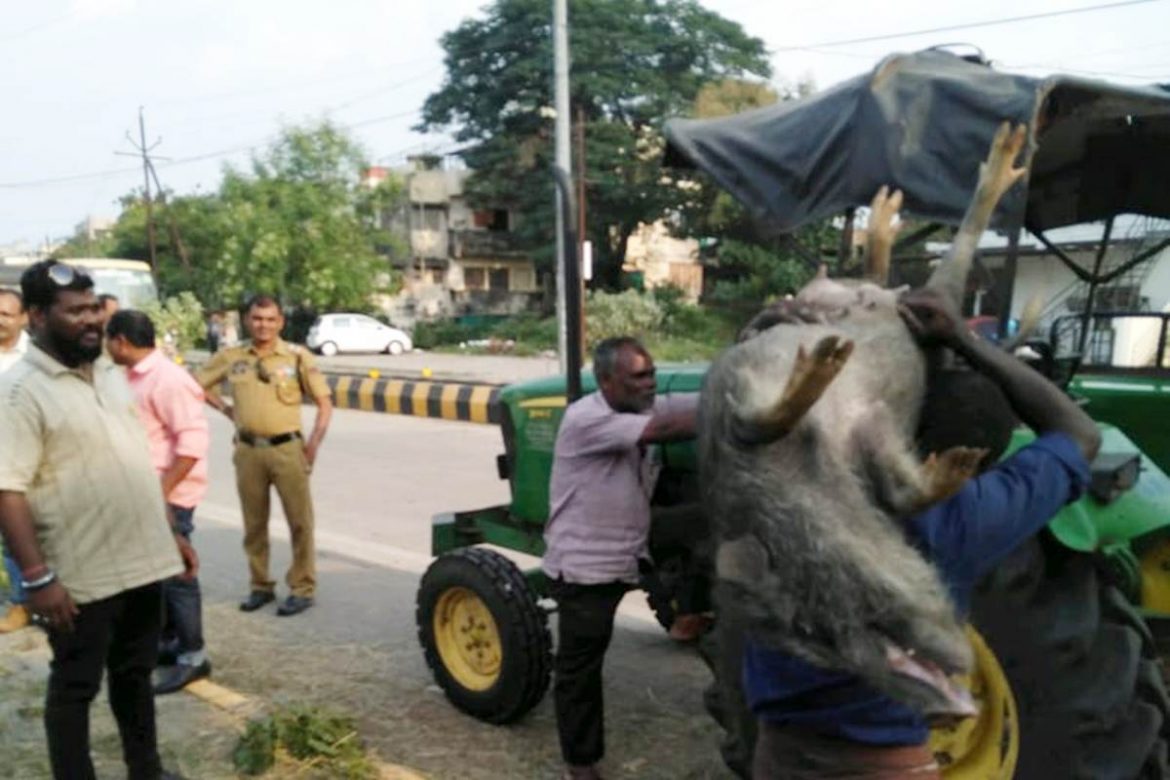 Pig Owners Protest Against NMC | Nagpur City News | The Live Nagpur