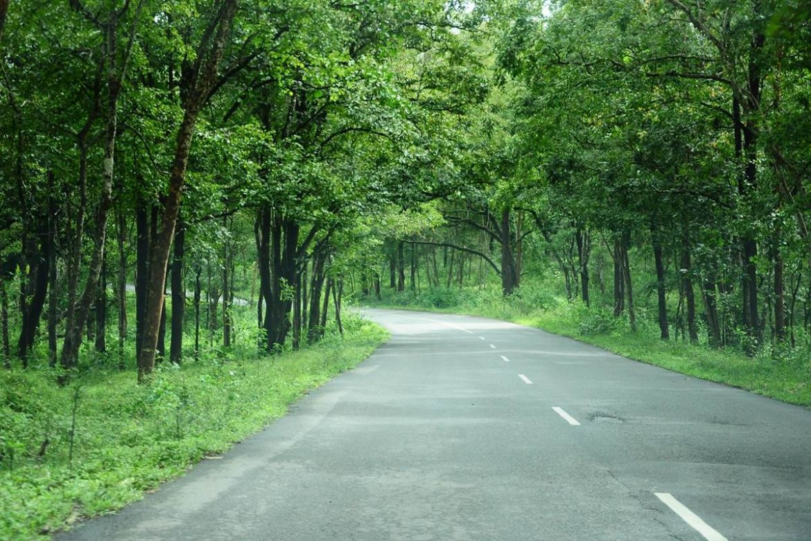 Take Permission Before Constructing Road Through Forest | Nagpur News