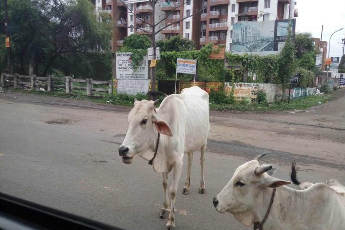 NMC to Construct Separate Crematorium for Cattle Soon | Nagpur News