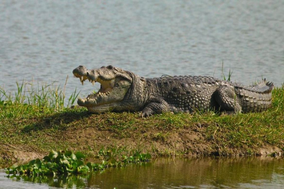 Villagers Spot Crocodile near Chamorshi Lake | Nagpur News
