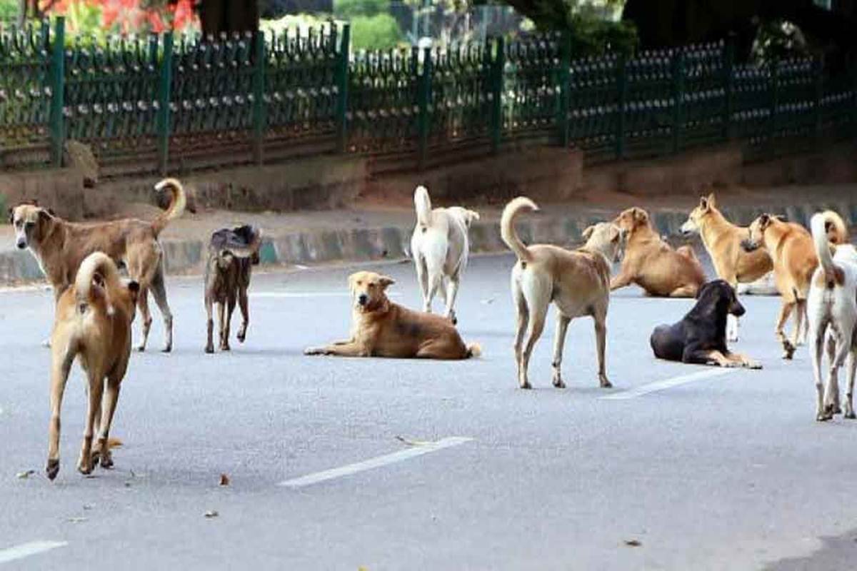 Â City's Stray Dogs Menace Hits All-Time High | Nagpur City News