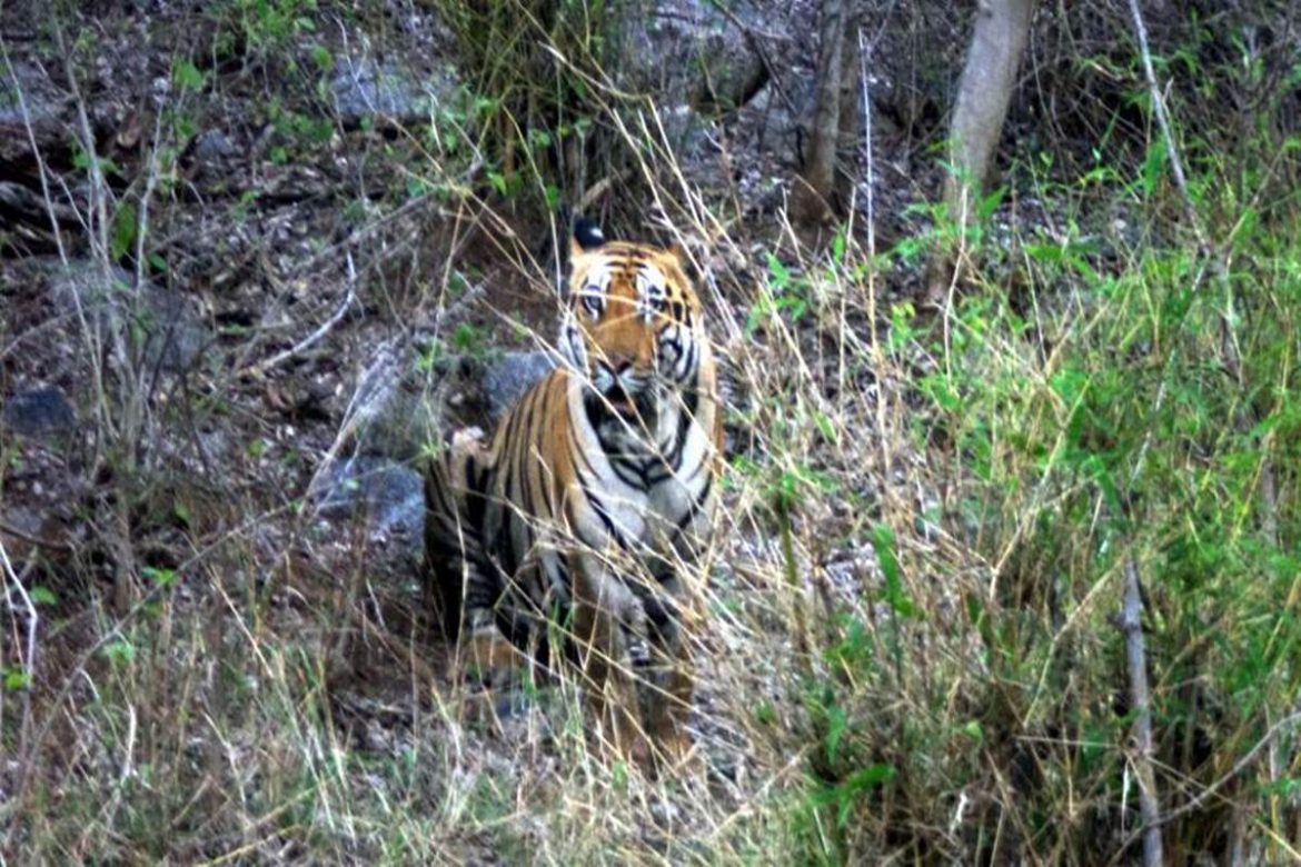 Tiger Sighted at Mihan, Forest Officials Urged Villagers to Take Caution