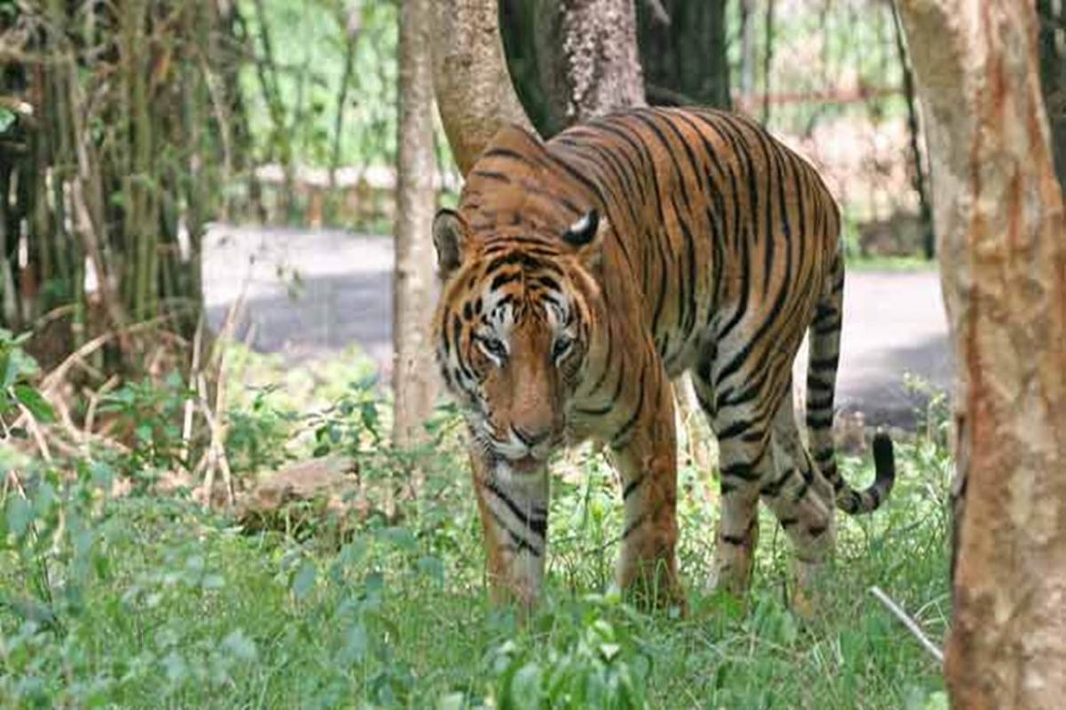 Sultan to Be Shifted To SGNP | Nagpur City News | The Live Nagpur