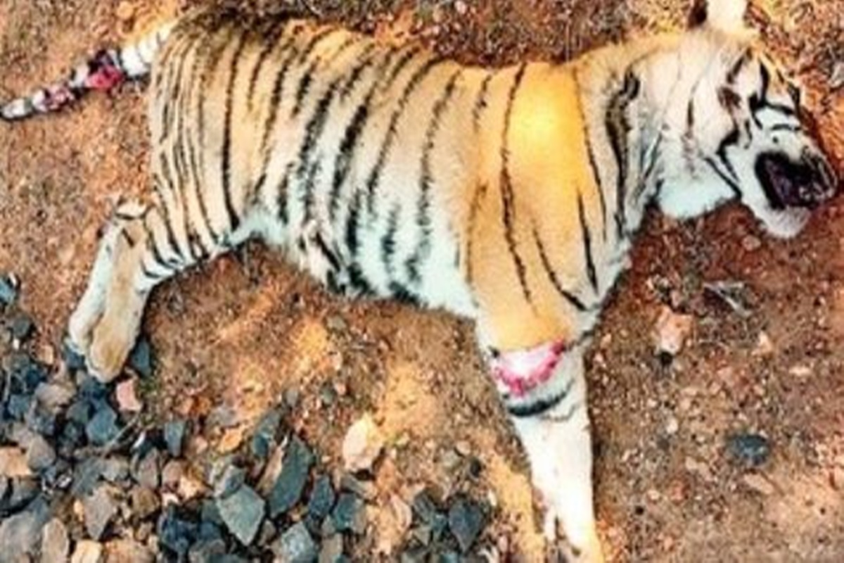 31 tigers die, 82 killed in wildlife attacks this year in Maharashtra - The  Live Nagpur