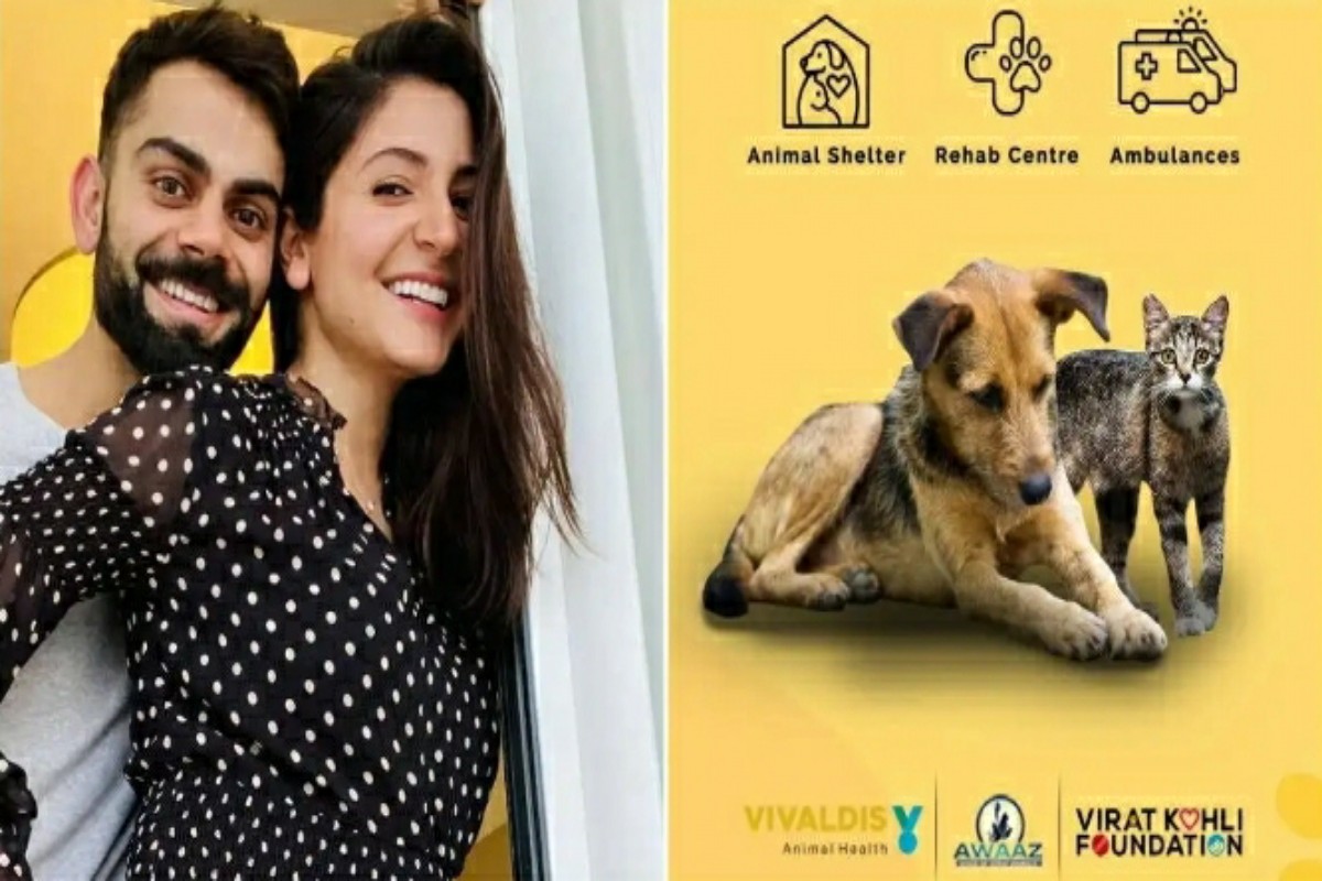 Virat comes forward to help stray animals in Mumbai, credits Anushka for  making him see the plight of animals - The Live Nagpur