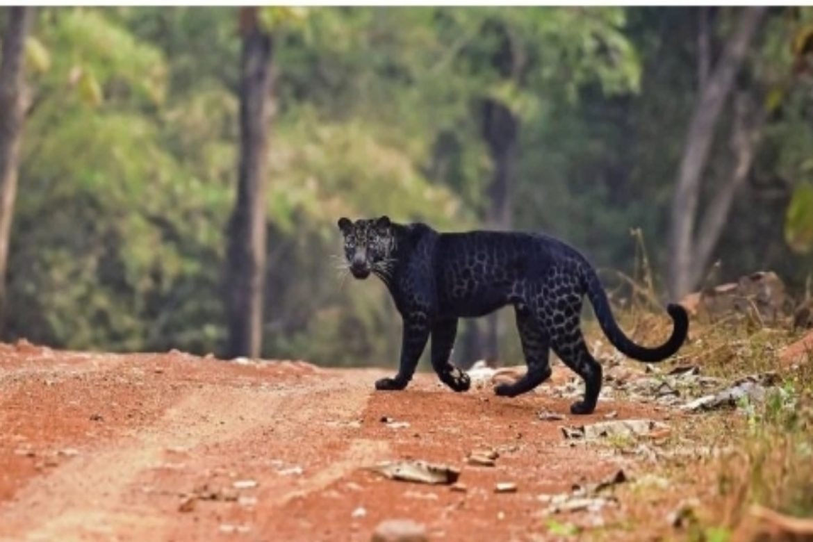 Rare melanistic leopard sighted in Navegaon block of NNTR - The Live Nagpur