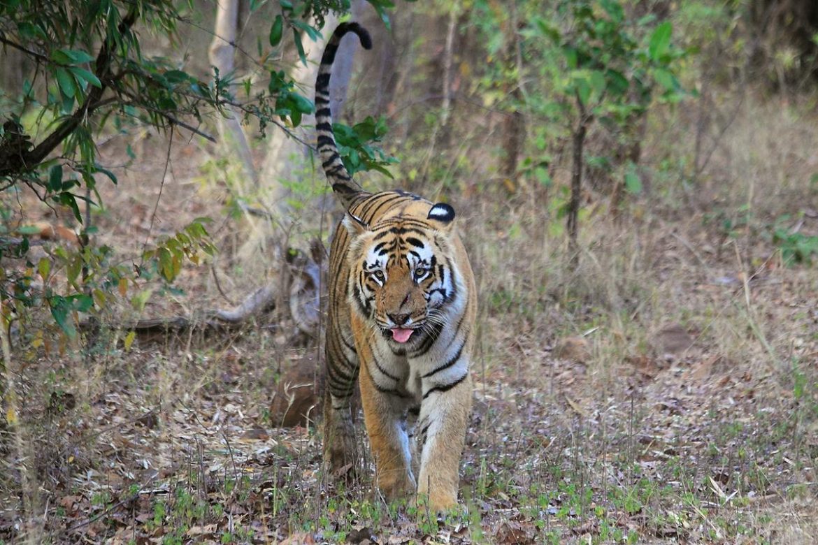 Matkasur spotted in Tadoba Andheri Tiger reserve at Kolara Buffer Zone ...