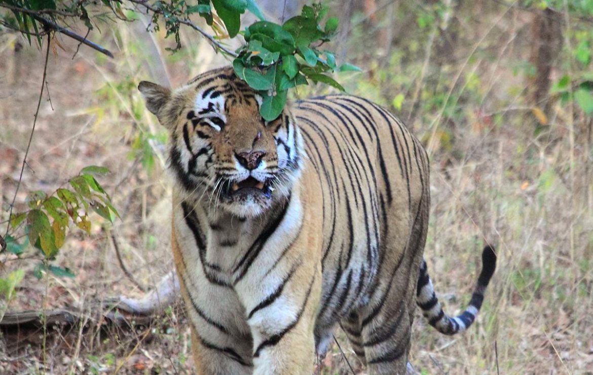 Matkasur spotted in Tadoba Andheri Tiger reserve at Kolara Buffer Zone ...