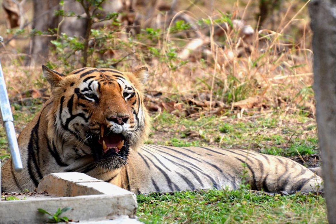 Tiger (Chota Matka) spotted relaxing at Tadoba National Park - The Live ...