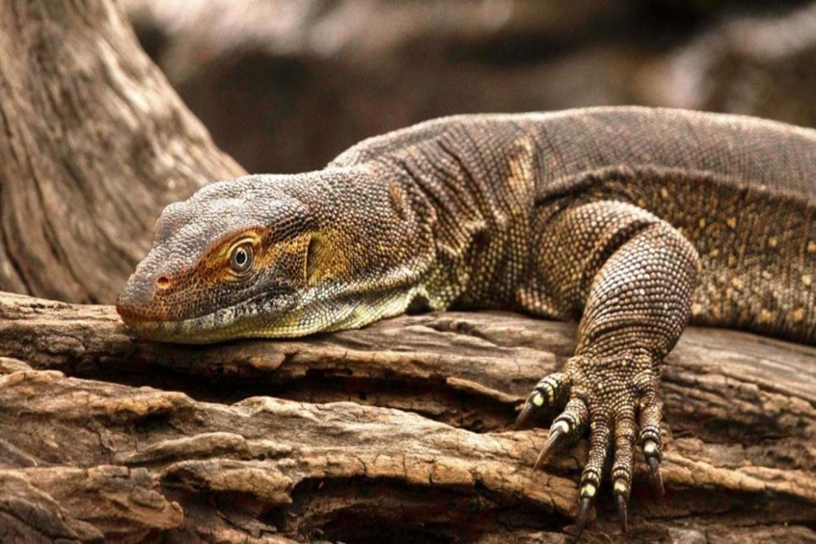 4 persons arrested in monitor lizard rape case in Sahyadri - The Live ...