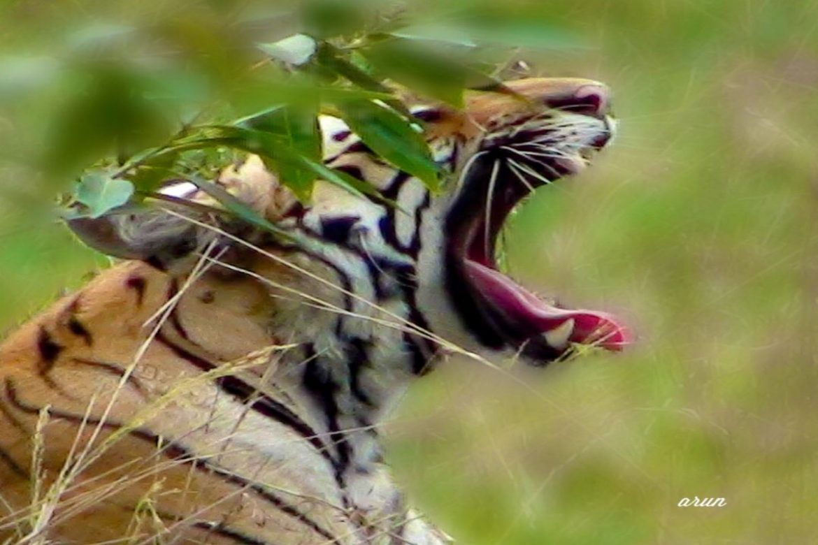 Wildlife Week Celebrations From Saturday - The Live Nagpur