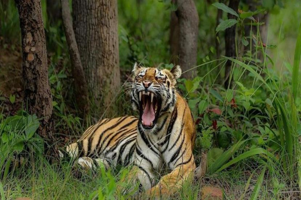 PDF) Integrated Biodiversity Management A case study of Melghat Tiger  reserve as a protected area, India | Nazeem Quazi - Academia.edu
