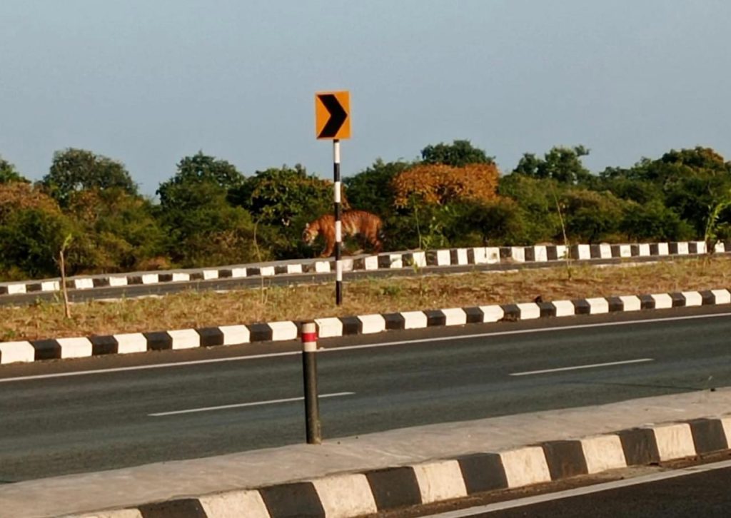 Harimau terlihat di jalan raya Nagpur -Umred, mencari jalan yang benar