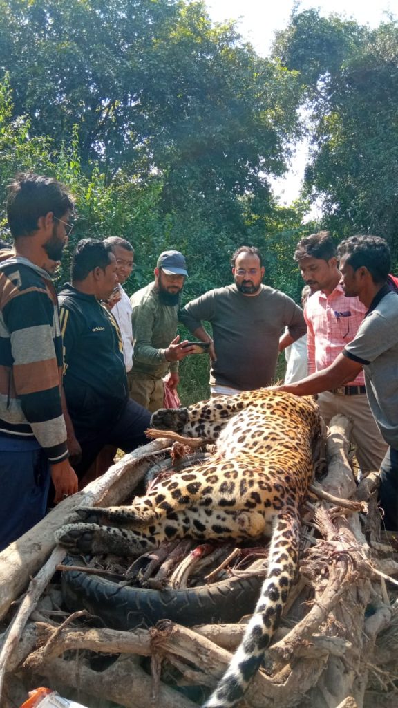 A Leopard, victim of wildlife road kill on Nagpur- Raipur highway ( NH-6) -  The Live Nagpur