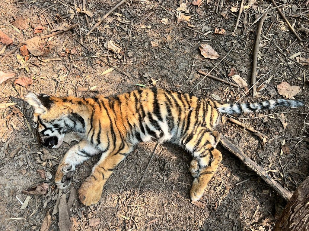 Death of 4 tiger cubs reported in Sheoni Buffer Range, TATR, Chandrapur -  The Live Nagpur