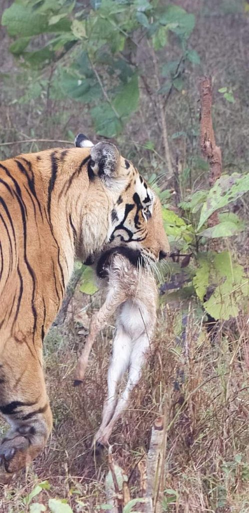 Harimau jantan (T85) terlihat pagi ini di Pench Tiger Reserve (PTR)