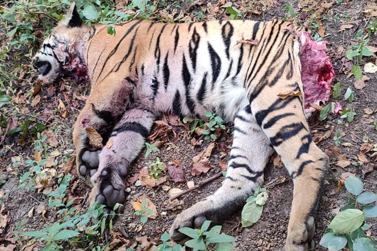 An adult male tiger killed during a territorial fight in the Nagbhid forest  area - The Live Nagpur