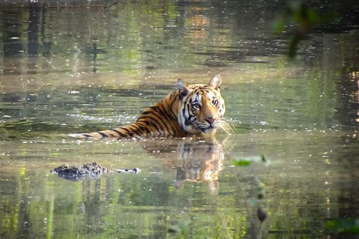 Morning Tigress Sighting At Pench Tiger Reserve, Maharashtra - The Live 