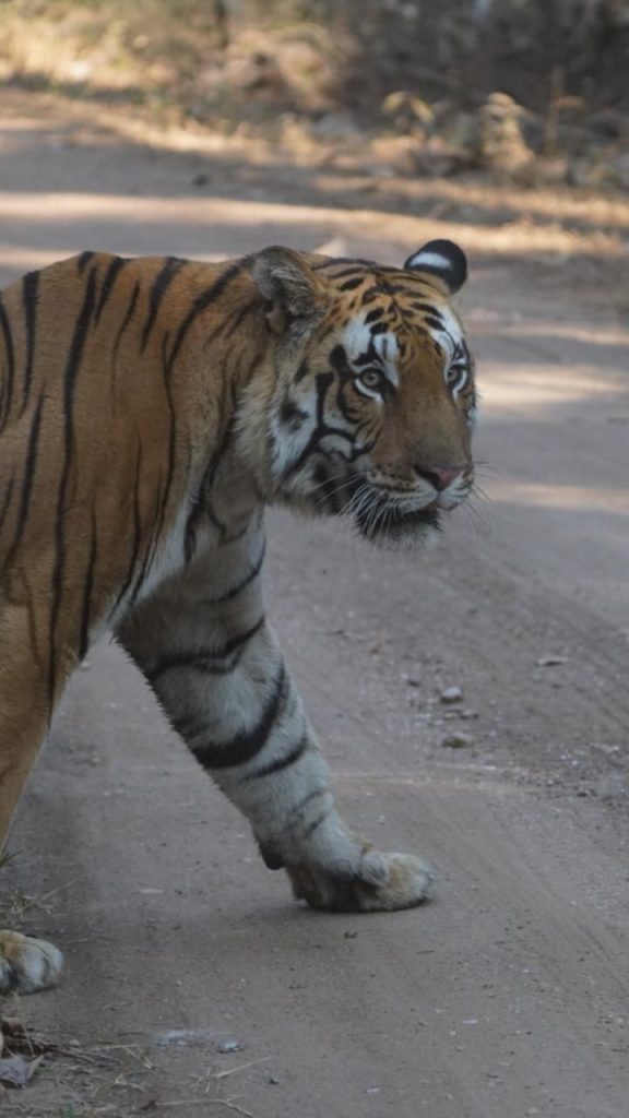 Penampakan harimau pagi hari di Pench Tiger Reserve, Maharashtra