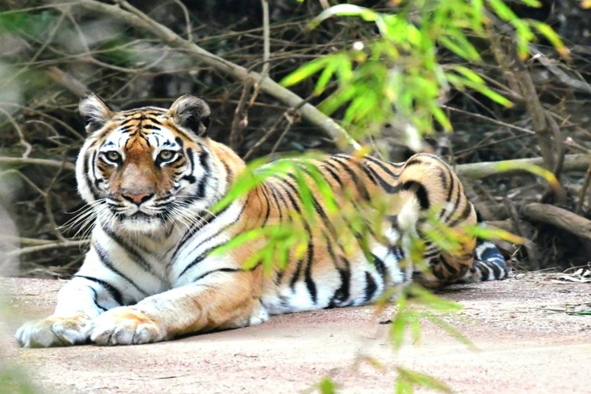 Wildlife Sighting Update: Tiger Sighting At Pench Tiger Reserve ...