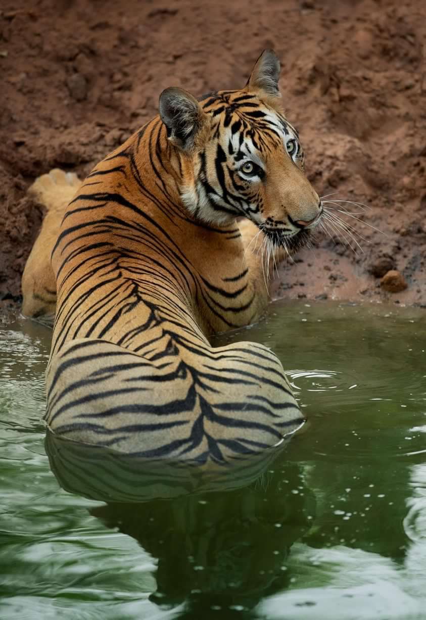 A territorial fight between two massive adult male tigers at TATR - The ...