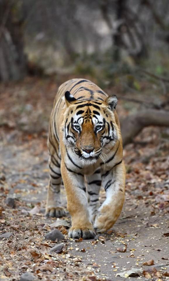 Penampakan harimau di Tadoba Andhari Tiger Reserve