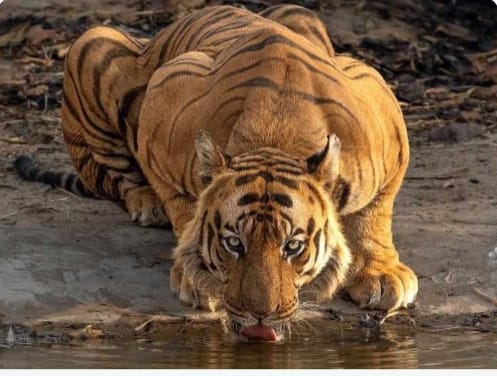 A Peek into the ‘Tiger State of India’ on this Tiger’s Day! - The Live ...