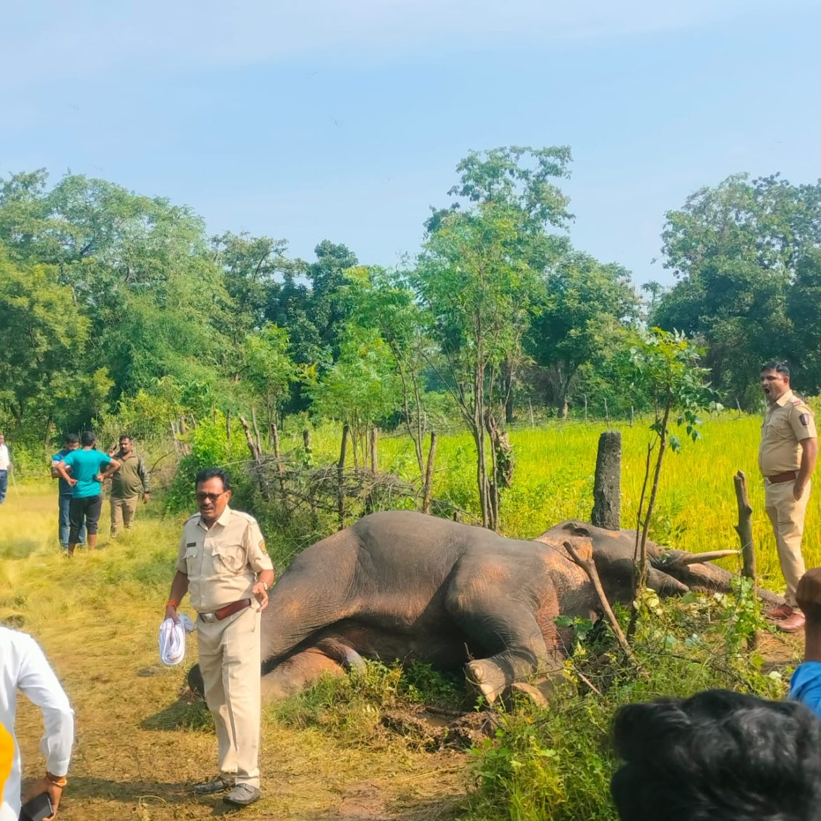 Elephant found dead in Sindewahi - The Live Nagpur