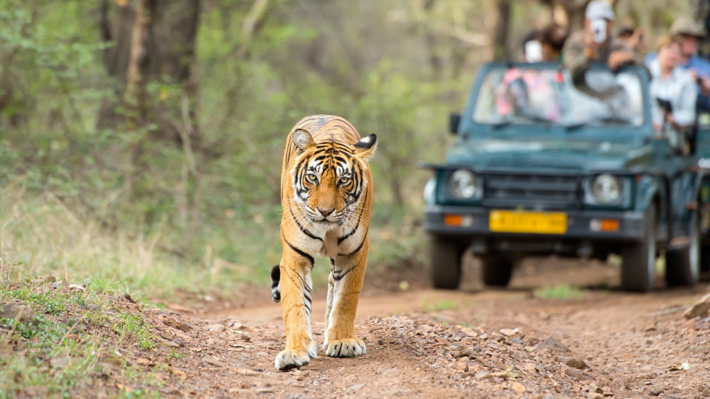 Bengal tiger in dense jungle foliage at Tadoba Andhari Tiger Reserve, showcasing Nagpur's thriving wildlife safari experience