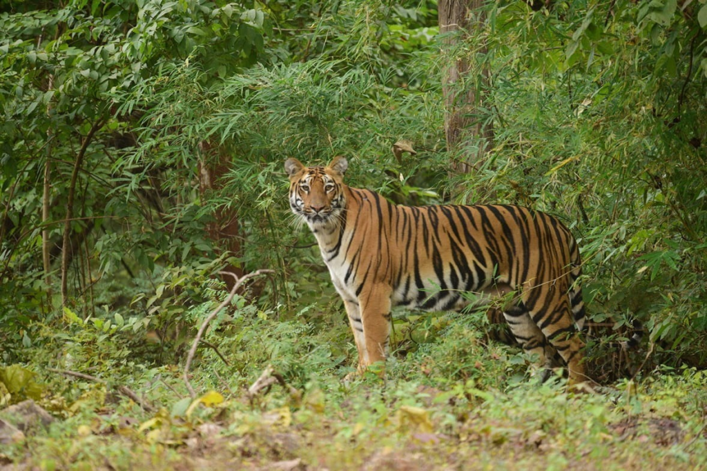 Bengal tiger in dense jungle foliage at Tadoba Andhari Tiger Reserve, showcasing Nagpur's thriving wildlife safari experience